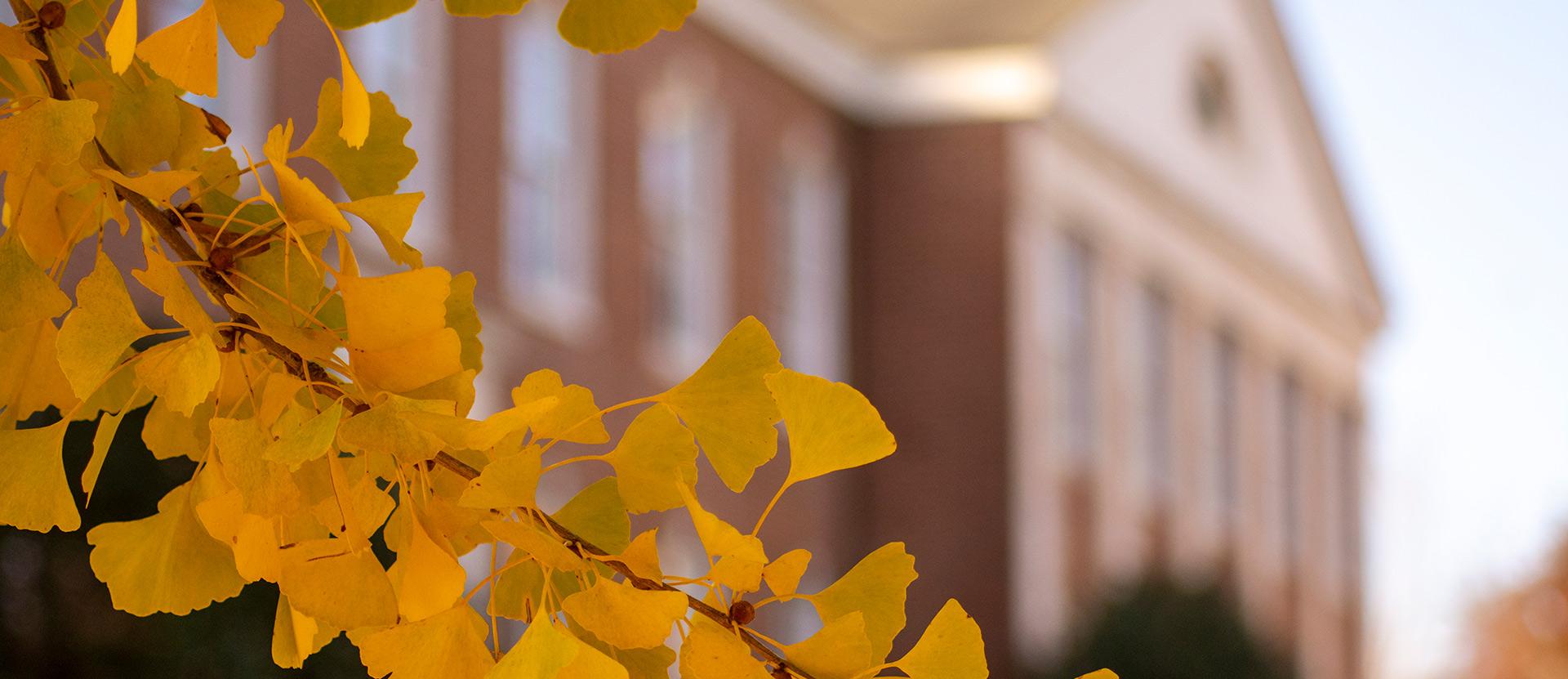 Campus building with ginkgo leaves in forground