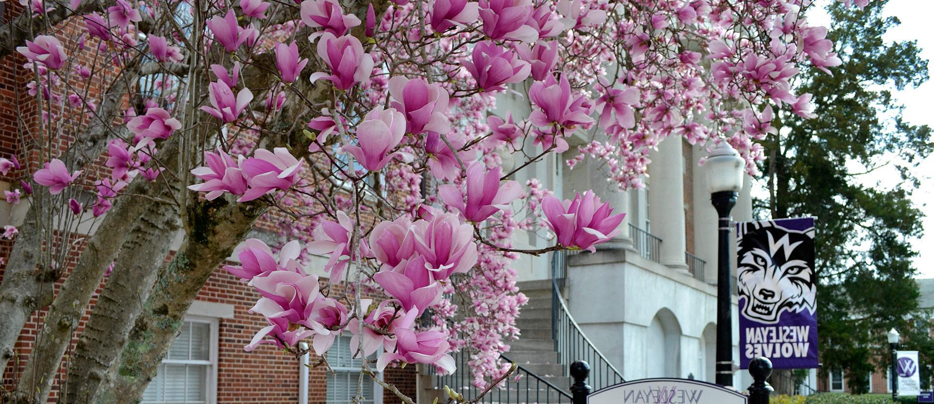 Tulip tree with pink blooms in foreground with Candler building in background.