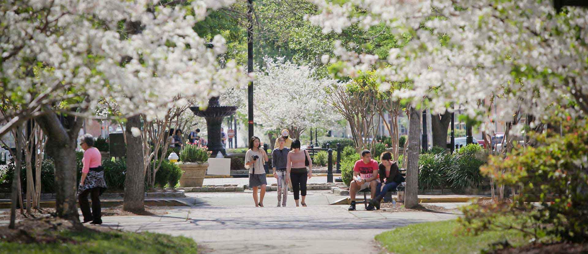 梅肯市中心的樱花树盛开着粉红色的花朵，人群走过.