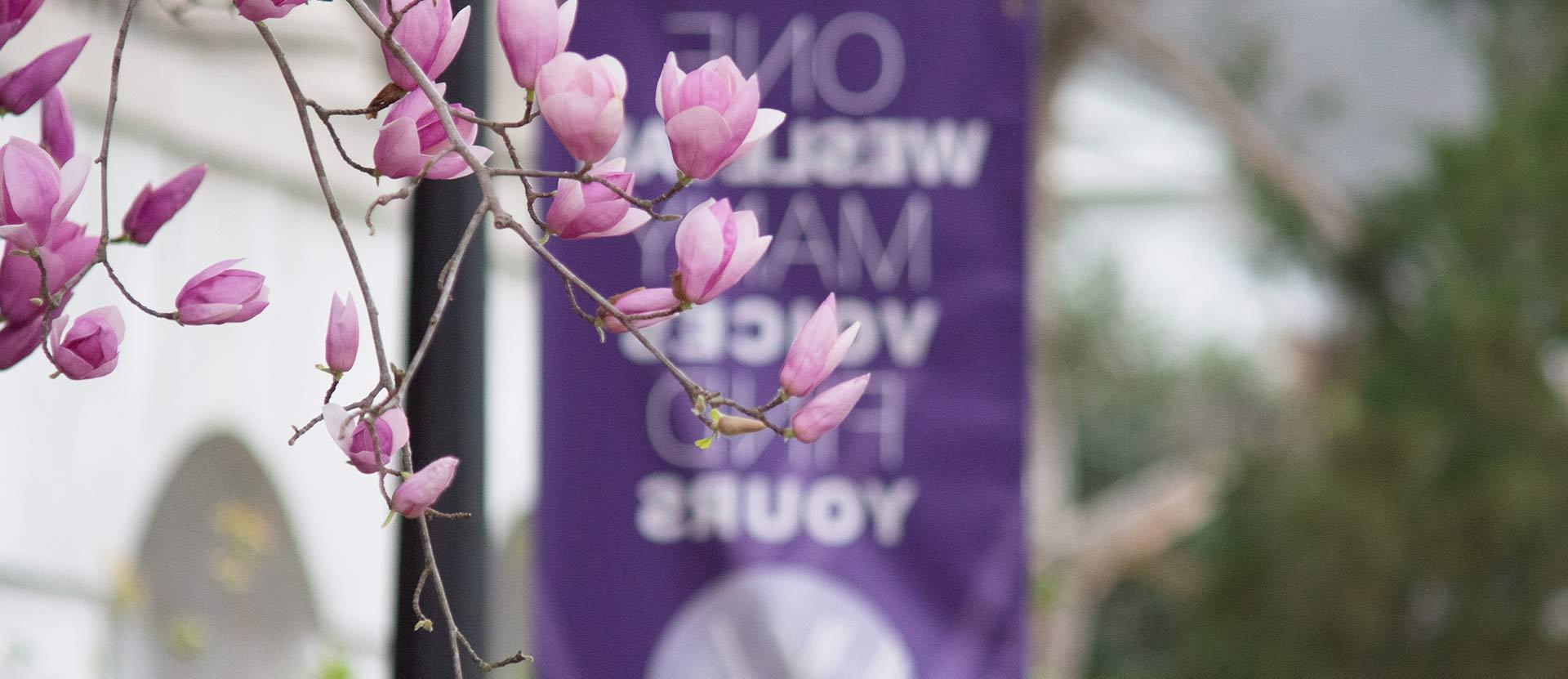 Tulip flowers with One Wesleyan banner behind them.